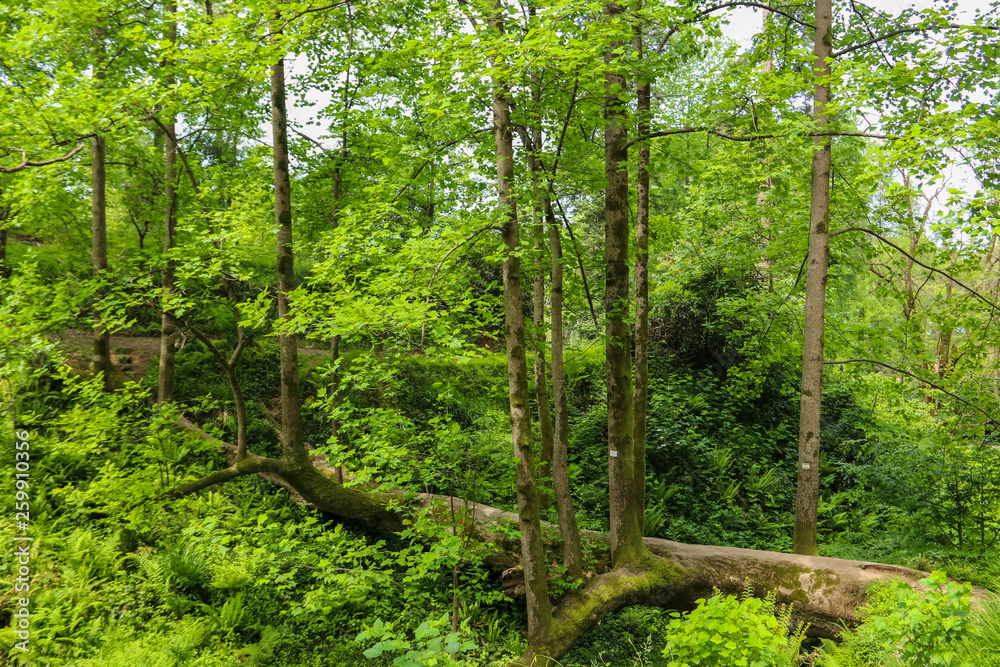 Fototapeta premium Fallen tulip tree in a Batumi botanical garden, Georgia