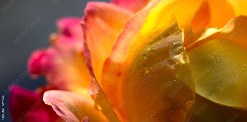 Close up of pink yellow rose . Flower background.