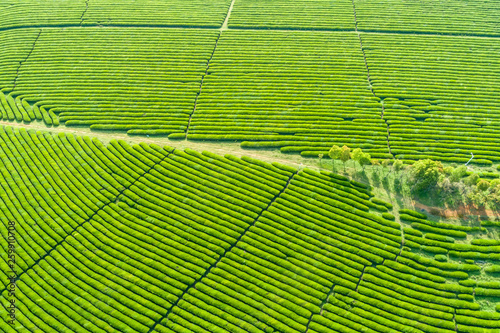  Tea Garden Overlooking Fenghuanggou Scenic Area in Nanchang County 