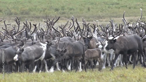 A large herd of reindeer is on the tundra. Reindeers walk on the moss