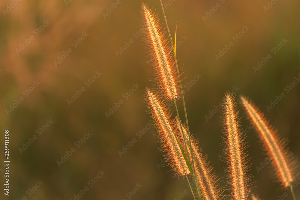 Poaceae grass flower in the rays of the rising sunset background.
