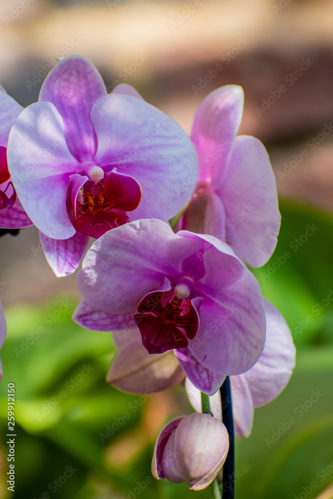 Fototapeta premium The Orchid