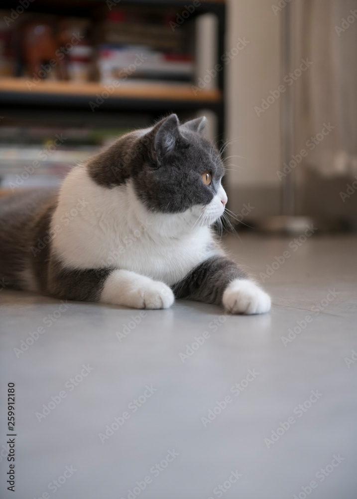 British short-haired cat lying on the ground British short-haired cat lying on the ground