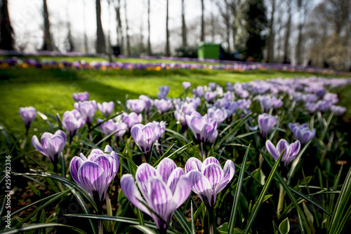 Spring flower garden of Keukenhof in Lisse,