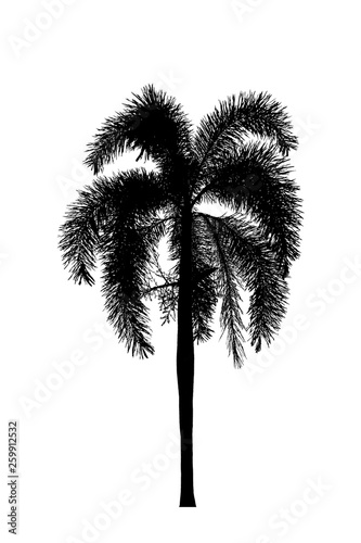 Palm tree silhouette Ornamental plants beautiful on white background