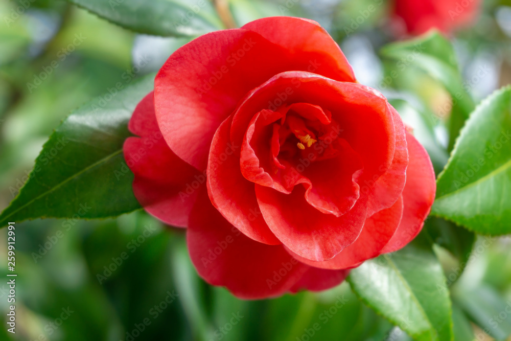 Rote Kamelie Ace of Hearts (Camellia japonica) mit grünen Blättern im April. Wunderschöne zarte rote Kamelie blüht im Licht der Frühlingssonne. Rote blühende Kamelie mit grünen Blättern. Rote Kamelie Ace of Hearts (Camellia japonica) mit grünen Blättern im April. Wunderschöne zarte rote Kamelie blüht im Licht der Frühlingssonne. Rote blühende Kamelie mit grünen Blättern.