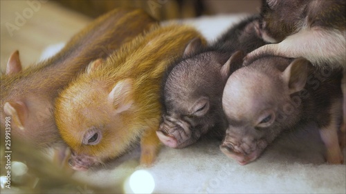 Little fluffy piglets. Beautiful mini piggy. Beautiful homemade decorative piglets.