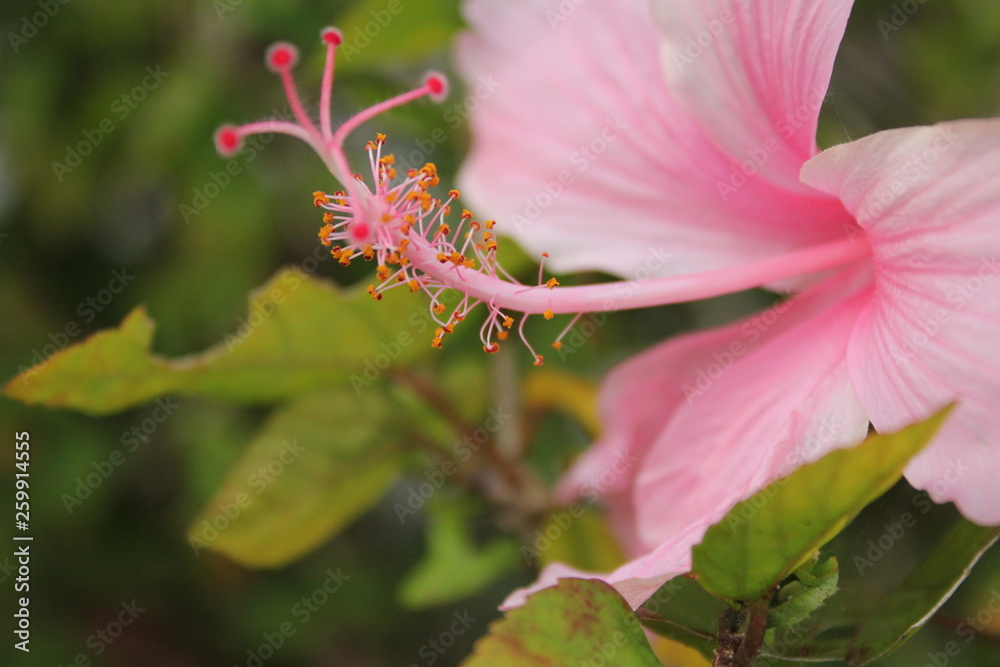 Hibiscus Pink Flower macro