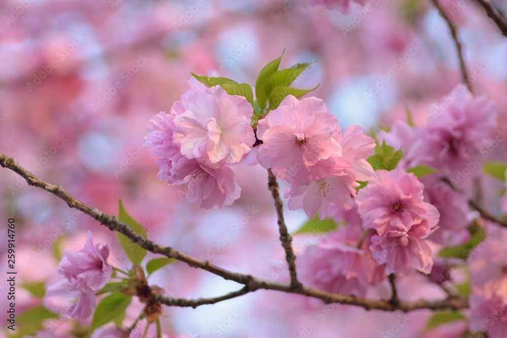 Landscape of Pink Cherry blosoms in sunshine Landscape of Pink Cherry blosoms in sunshine