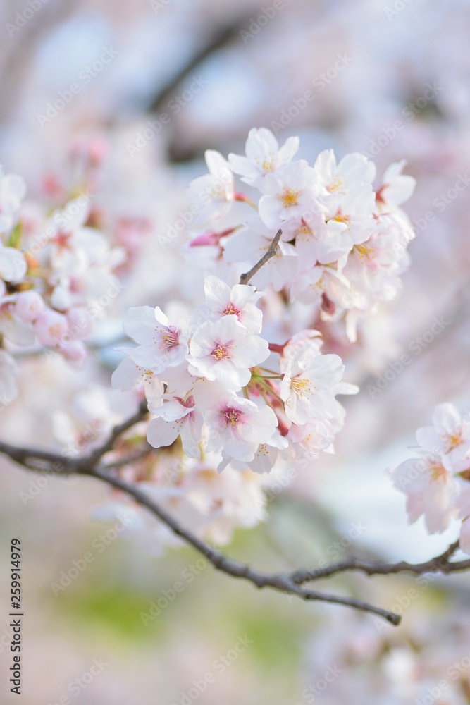 Landscape White Cherry Blossoms in Sunshine