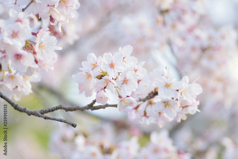 Landscape White Cherry Blossoms in Sunshine