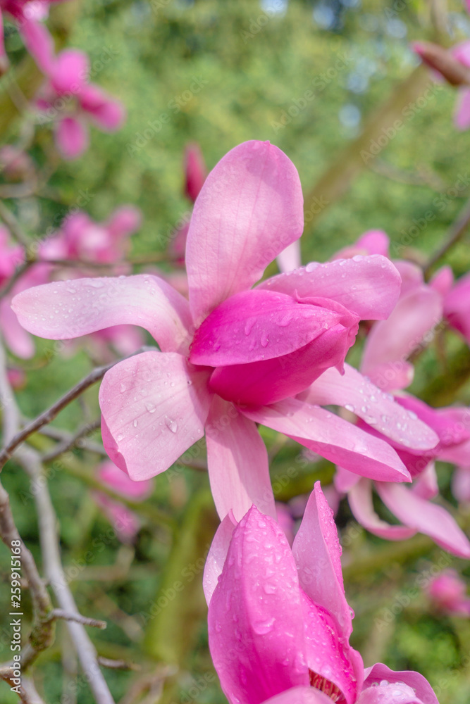 Purpur-Magnolie (Magnolia liliiflora) blüht in voller Blüte im Licht der warmen Frühlingssonne. Pinke Magnolienblüten an Zweigen. Wunderschöne Magnolien im Frühling. Purpur-Magnolie (Magnolia liliiflora) blüht in voller Blüte im Licht der warmen Frühlingssonne. Pinke Magnolienblüten an Zweigen. Wunderschöne Magnolien im Frühling.