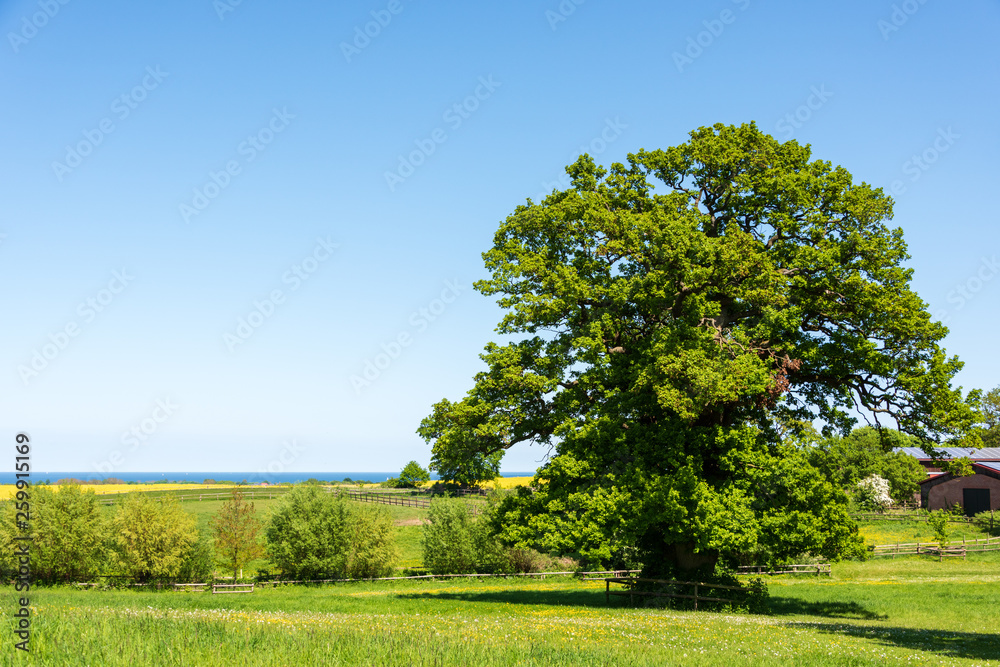 Schleswig-Holsteinische Landschaften  im Frühjahr mit Grün der  Getreidefelder und Gelb der Rapsfelder