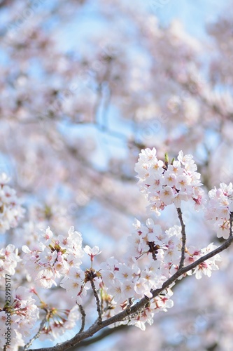 Landscape White Cherry Blossoms in Sunshine