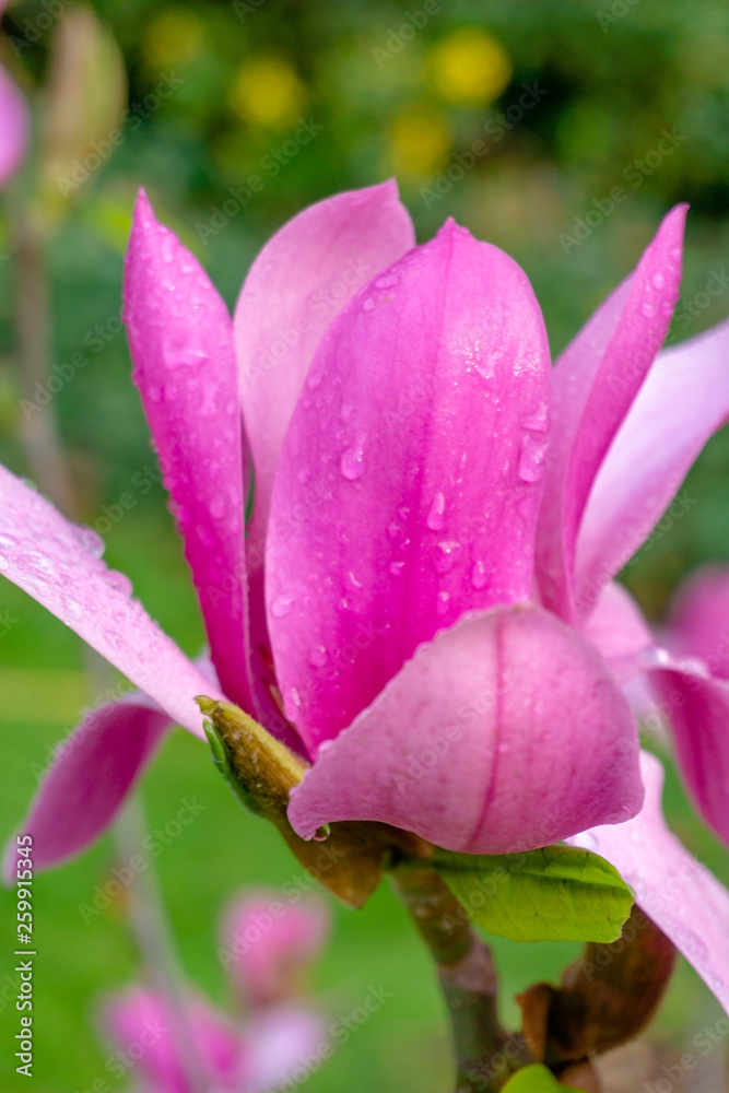 Purpur-Magnolie (Magnolia liliiflora) blüht in voller Blüte im Licht der warmen Frühlingssonne. Pinke Magnolienblüten an Zweigen. Wunderschöne Magnolien im Frühling. Purpur-Magnolie (Magnolia liliiflora) blüht in voller Blüte im Licht der warmen Frühlingssonne. Pinke Magnolienblüten an Zweigen. Wunderschöne Magnolien im Frühling.