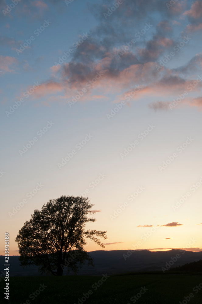 夕暮れの空と大きな木のシルエット　美瑛町