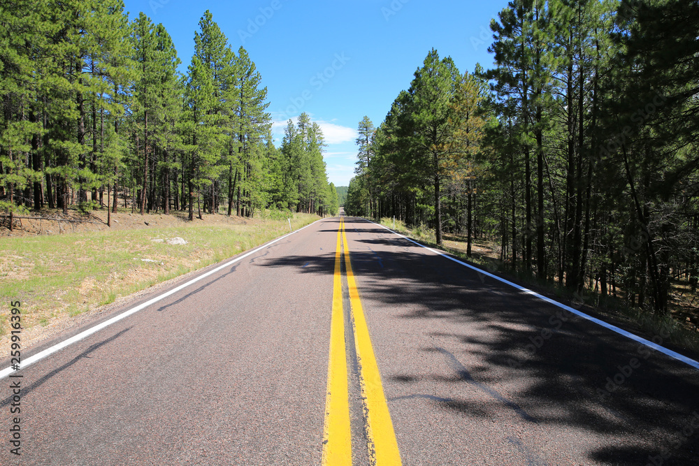 Fototapeta premium Route 87 in Coconino National Forest, Arizona, USA