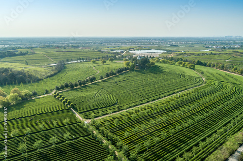 Overview of China's Green Tea Gardens © hrui