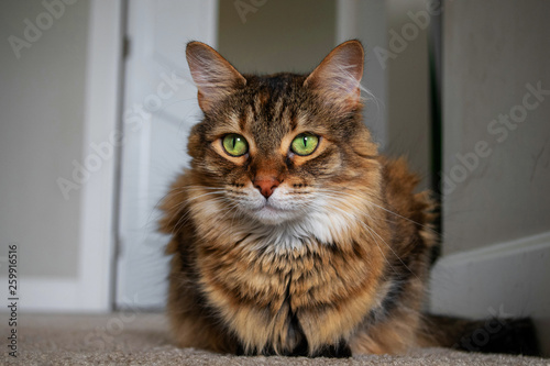 Cats