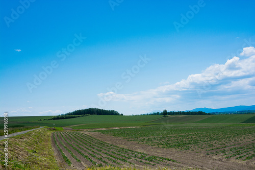 夏空と緑の畑 © kinpouge