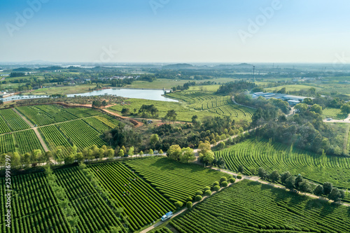 Overview of China s Green Tea Gardens