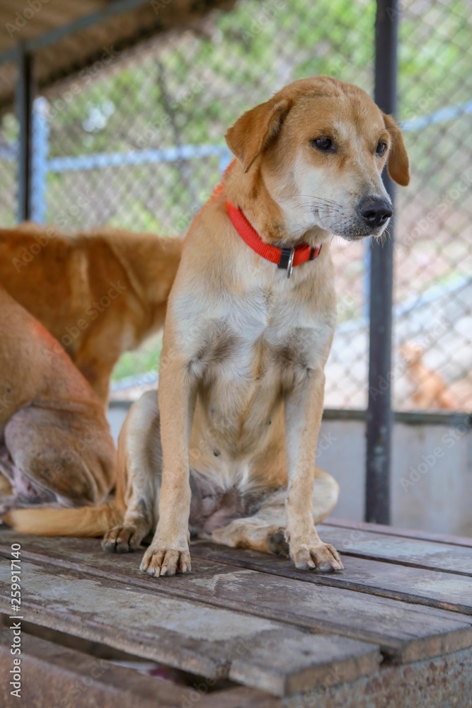 wet dog in the shelter wet dog in the shelter