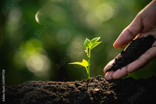 Closeup hand of person holding abundance soil with young plant in hand   for agriculture or planting peach nature concept.