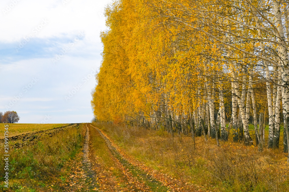 Naklejka premium birch trees in a row in the fall