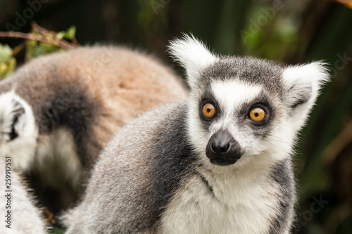 Funny lemur gazes into the distance, as if he saw something interesting, against a blurred background of other animals.