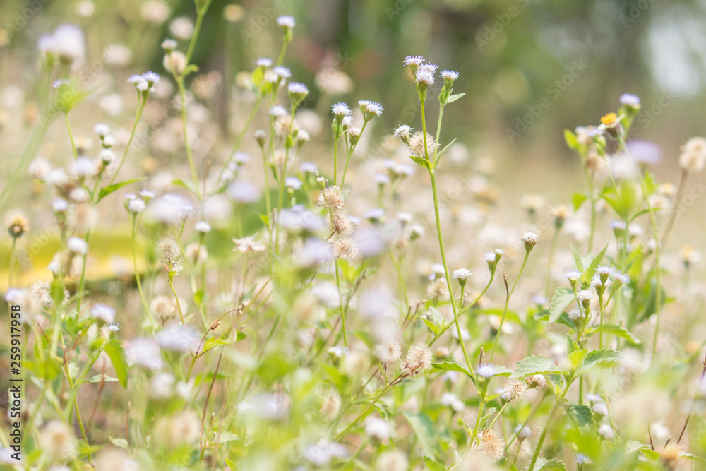 Beautiful grass flowers in nature