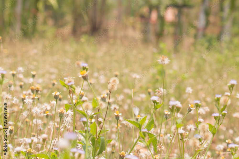 Fototapeta premium Beautiful grass flowers in nature