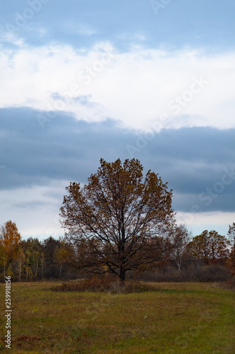 autumn forest and the lonely tree