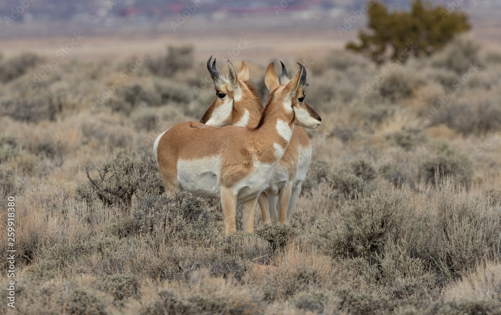 Fototapeta premium Pronghorn Antelope in Winter