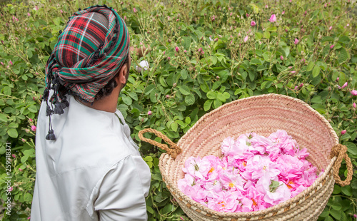 omani man with rose petals to make rose water that is used as traditional medicine; cosmetics; food ingredient in Oman photo