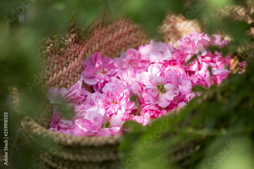 basket with rosepetals on the ground