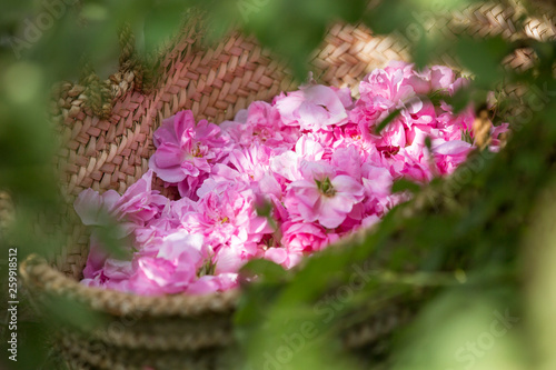 omani man with rose petals to make rose water that is used as traditional medicine  cosmetics  food ingredient in Oman