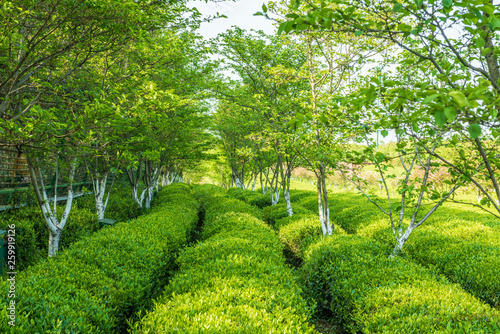  The tea plantations background Tea plantations in morning light