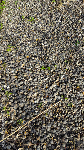 Washed up  shells of Corbicula clams, Biesbosch NP, South Holland, Netherlands photo