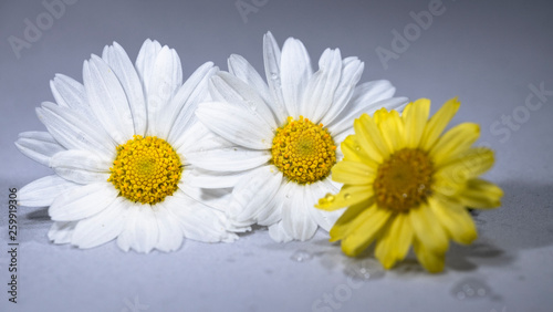 daisy camomille white and yellow flower