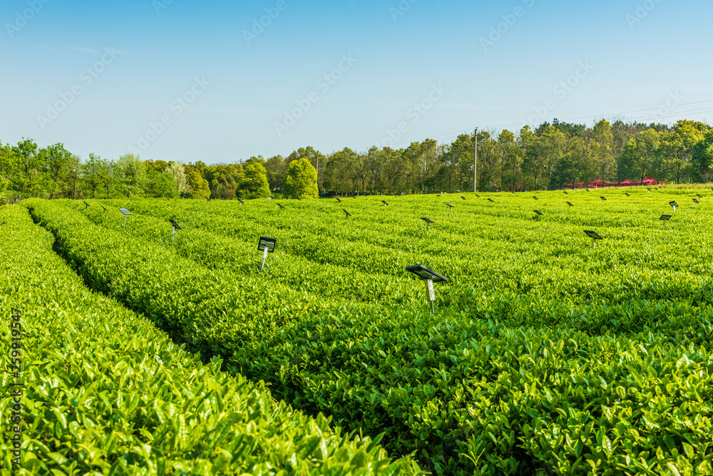  The tea plantations background Tea plantations in morning light