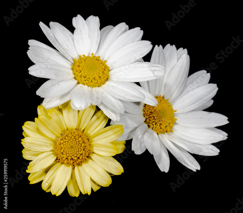 daisy camomille white and yellow flower