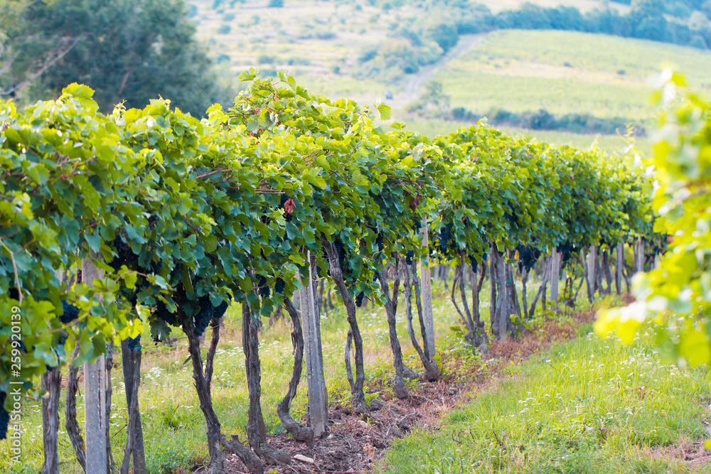 ripe grapes growing in vineyard