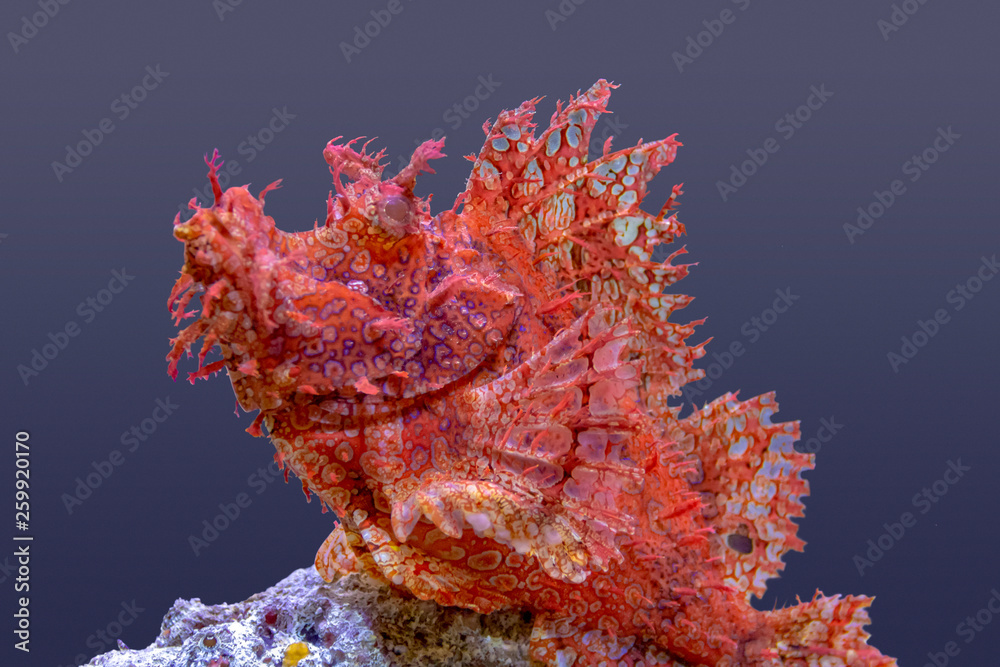 scorpionfish