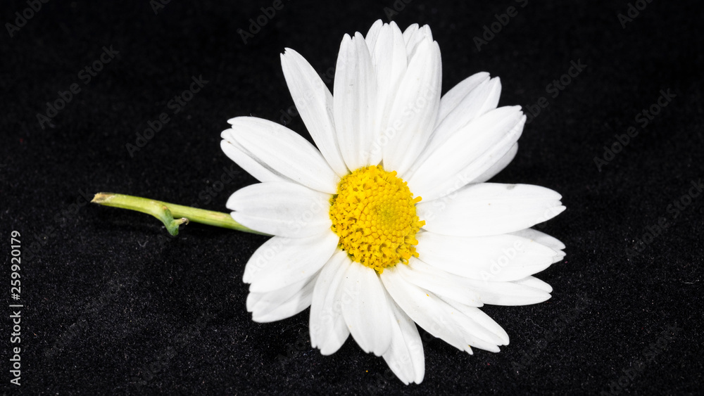 Obraz premium daisy camomille white flower