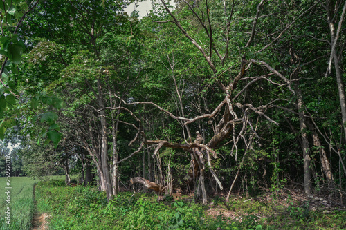 Cracked trees near the meadow