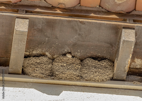 swallow and nests photo