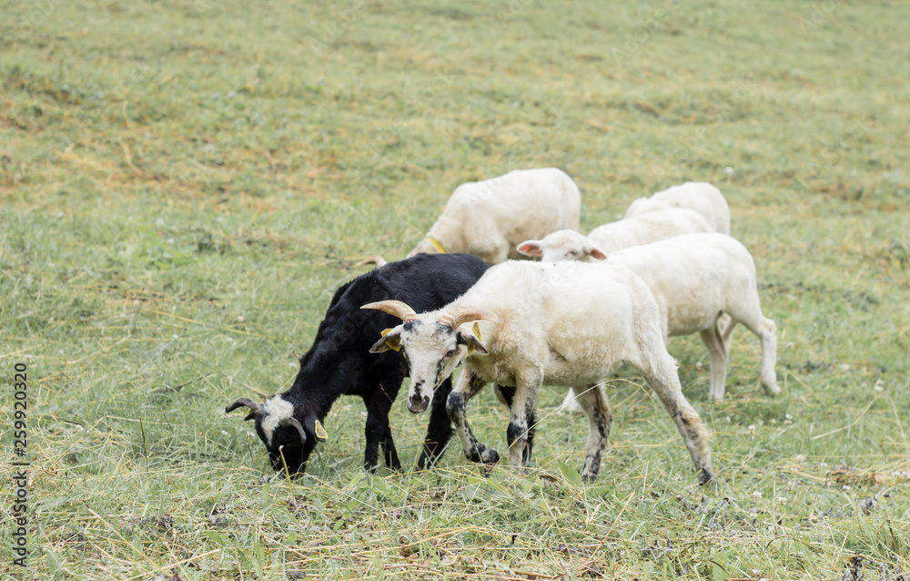 Obraz premium black and white sheeps