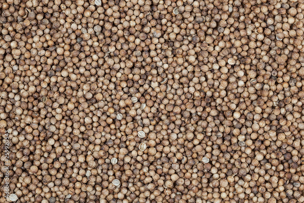 Dried coriander seeds background Dried coriander seeds background