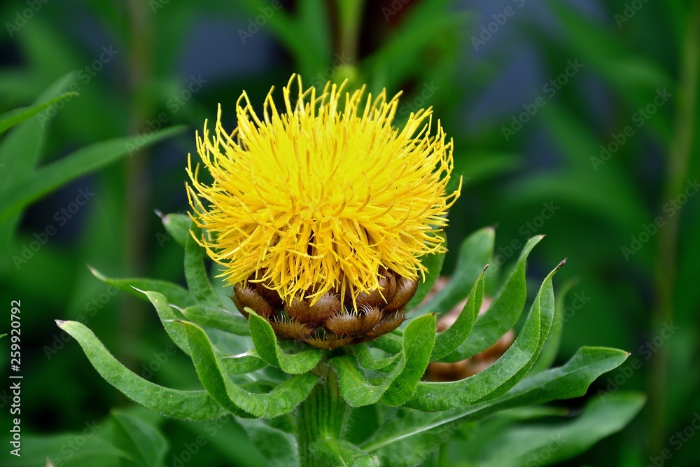 Krupnogolovyj yellow cornflower (Centaurea macrocephala) Krupnogolovyj yellow cornflower (Centaurea macrocephala)