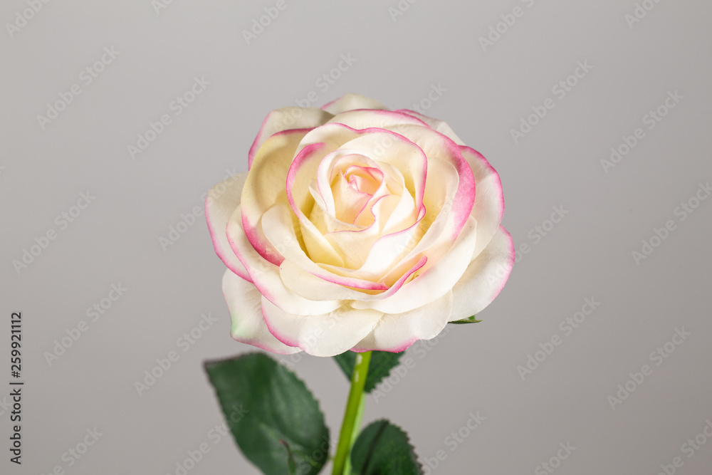 Closeup view of beautiful thinthetic flowers isolated on grey background. Horizontal color photography. Closeup view of beautiful thinthetic flowers isolated on grey background. Horizontal color photography.